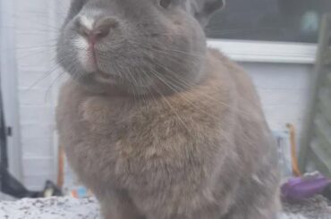 Flump - Only one brain cell between those ears