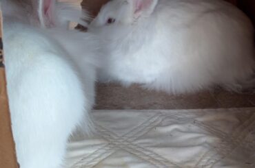 My shy little lionheads💕🤭