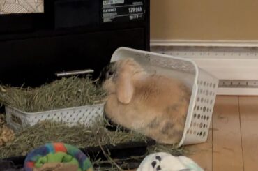 When you eat yourself into a comma and make a mess in the process.