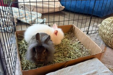 Side effects of Albon 5% Oral Medicine for 3-4 month old bunnies