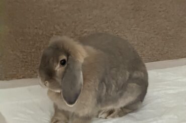 My Bun Binkied After Seeing Me 🥺