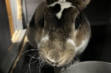 Inherited a bunny from a client!