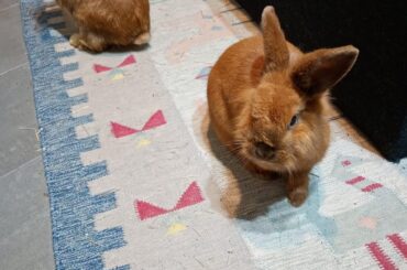 Newly adopted siblings: Frida and Duvan