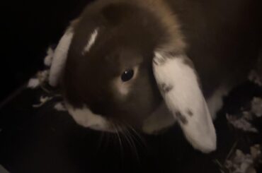 What do I do when I get my bunny spayed?