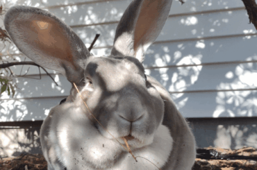 Elephant Bunny doing her James Dean impression.