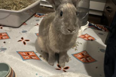 Post spay eating issues