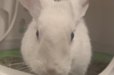 Is it ok to lightly dampen my rabbit’s fur to make brushing easier?