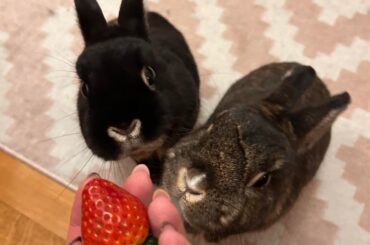 Happy valentines day from Mr Bun and Chainsaw!! They enjoyed their special strawberries today ❤️