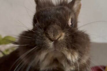 Dr. Bigwig needs to know if you’re eating your veggies. And if not, well… Can he have them?