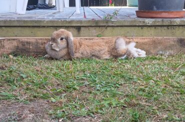 sploot