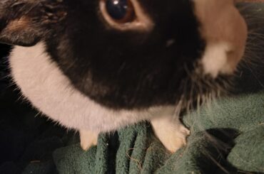 What would his band/genre be?