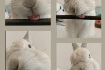 Bunny Tongue -Activated