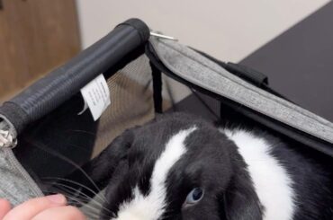 Bunny Surgery