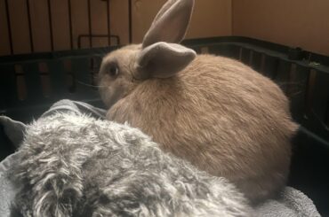 Potty training tips?