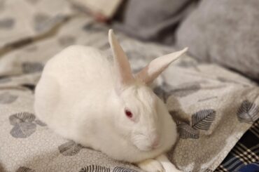 My bunny keep grinding teeth even after getting molars and spurs trimmed.