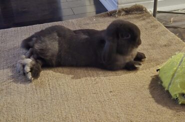 Has anyone experienced their bunny get sick from another pet before?