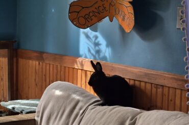 Clipart silhouette bunny sunning himself.