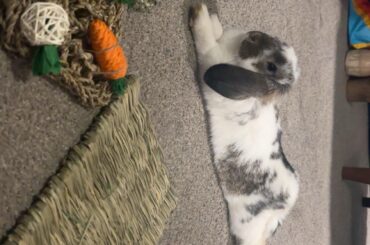 how to get this boy to quit peeing on my roommates bed 😭