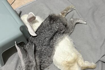 This is comfortable for them, I guess???