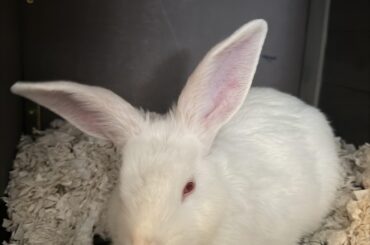 Pretty sure my rescue bun is a New Zealand White!