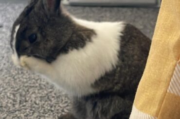 me after realising we ran out of treats :(((