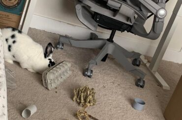 Made a new toy for my buns