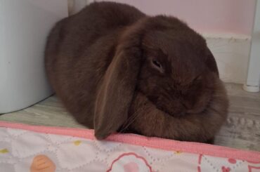 question about litter habits