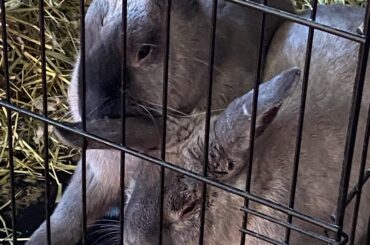 Home from tumour removal surgery. He’s so sleepy. The worst is over but I’m extremely worried still.