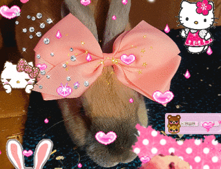 My teddy bear boy is feeling kawaii