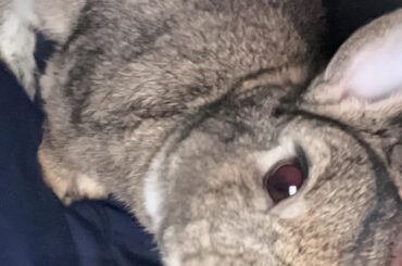 my bf said he’s afraid of rabbits so I got rid of it. me and the bunny have been living our best lives ever since 😂