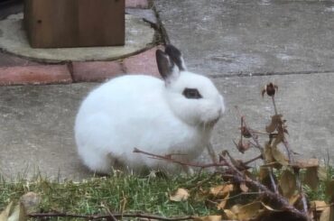 Rabbit Rescue Inc looking for volunteers to help catch several dumped bunnies, one has just been killed. (HAMILTON, ON, CA).