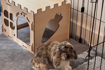 Shy bun may need a partner— thoughts?