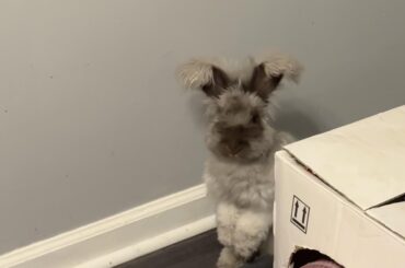 Can a spayed female be hormonal?