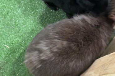 He has been molting for like over a month I feel… is it normal?