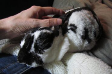 Sometimes she falls asleep on my lap