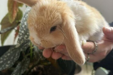 young rabbit care