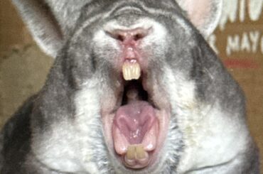 Look at my TEEF and my GUMS and my NOSTRILS and my TUNG and my