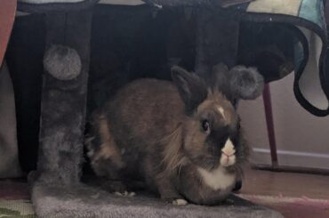 Is this potato ripe?