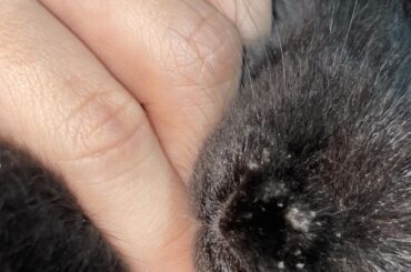 Please help, I know this isn’t a vet page, but I’m hoping experienced bunny owners might have some insight.