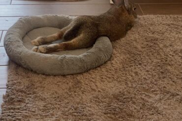 I didn’t realise his legs were this long! 💕