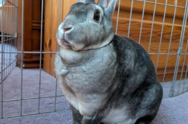 Failed Foster... Meet Runa (Previously Pearl)