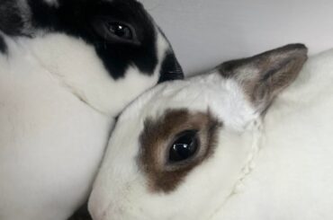 Two lil peas in a pod 🐰💚🐰🫛