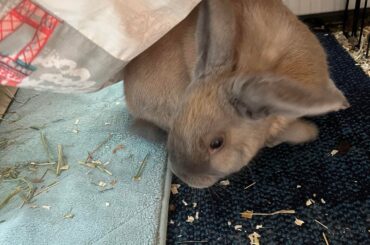 The pen that scared my bunny