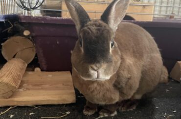 Is there something i can do to help my bunny?