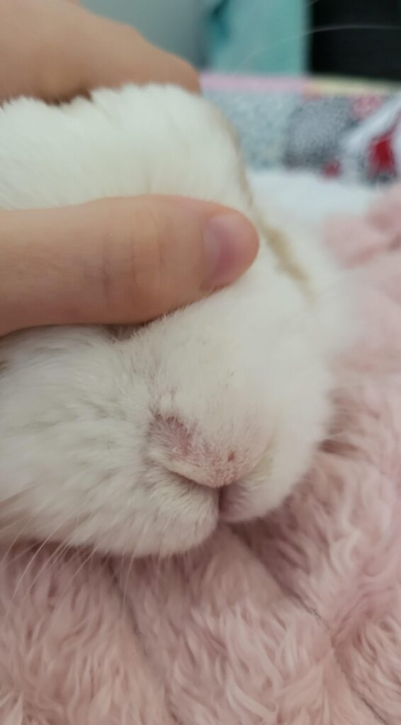 fur on nose is crusty and patchy