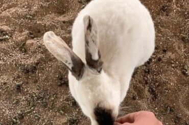 I went to a petting zoo!