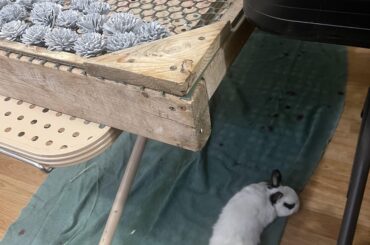 I’ve been dyeing flowers for my wedding.  Bunny had free reign of the entire basement 24/7