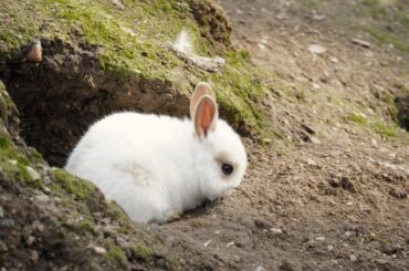 Local animal park has bunnies. This one was about the size of my hand.