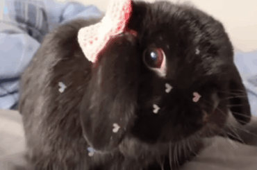 I just wanted to share some memories of my girl Leia. I rushed her to a vet on Valentine's Day, where she passed. She was 8-9 ish.