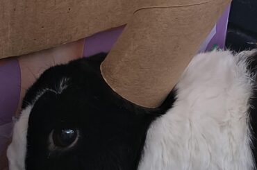 Pope Oreo III